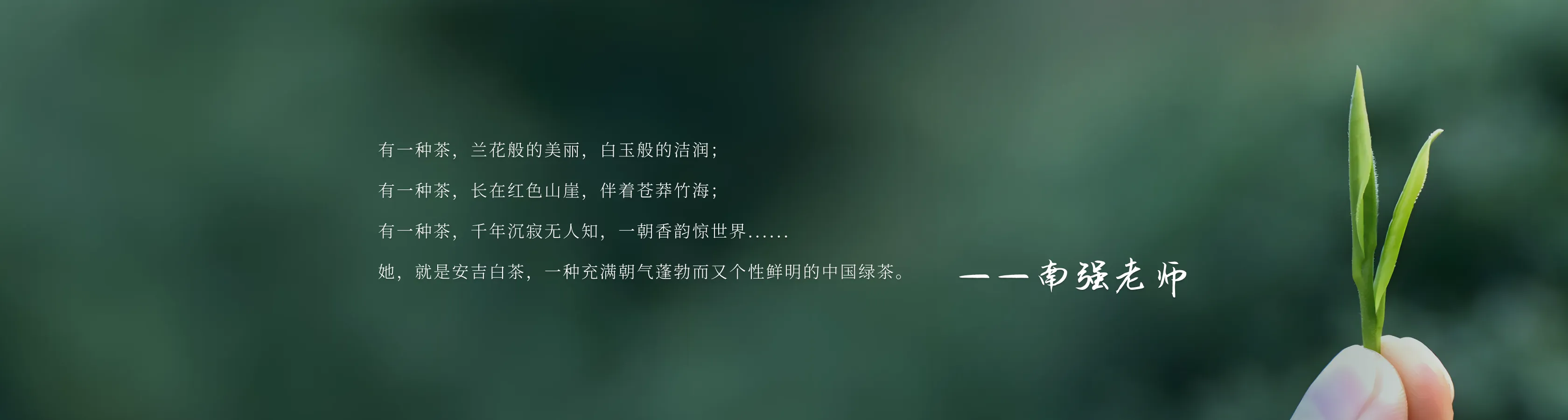 安吉白茶
